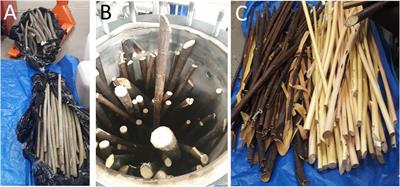 Salix spp. Bark Hot Water Extracts Show Antiviral, Antibacterial, and Antioxidant Activities—The Bioactive Properties of 16 Clones